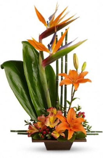 Exotic Grace